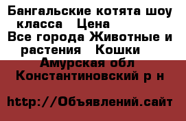 Бангальские котята шоу класса › Цена ­ 25 000 - Все города Животные и растения » Кошки   . Амурская обл.,Константиновский р-н